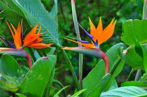 天堂鳥花語|天堂鳥的花語、寓意和傳說，一網打盡！